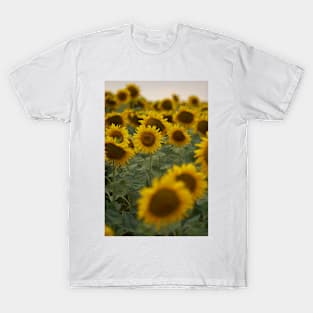 Sunflowers in closeup at sunset T-Shirt